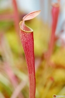 Sarracenia rubra 'jonesii' -- Braunrote Schlauchpflanze